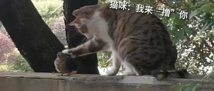 霸道校园猫对小鸟温柔“摸头杀”，网友：这画面有点甜…