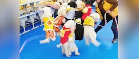 女子带一群狗狗一起玩跳大绳，画面可可爱爱…