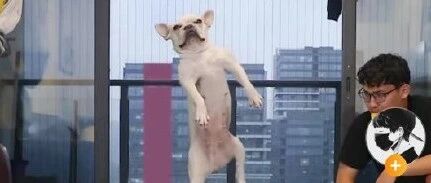 按时作息、坚持运动…自律的狗子太“可怕”了！~