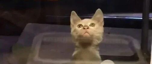 有的猫咪一出生就在终点线，而有的猫却…