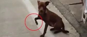 路遇狗狗模仿自己受伤姿势，河南小伙大喝一声：“干嘛你？”