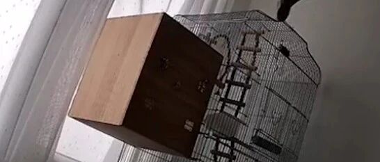 唐山地震前，宠物鸟发出惊恐的叫声…