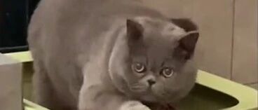 江苏一猫咪见到铲屎官吃榴莲后，转身就“孝敬”给她一坨粑粑…