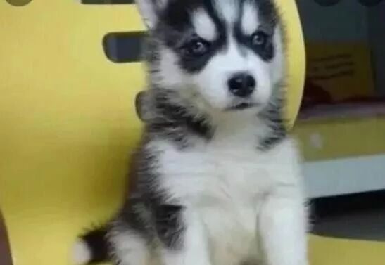 200塊買到假二哈，用差評換來真狗後，網友卻不買帳了... 寵物 第2張