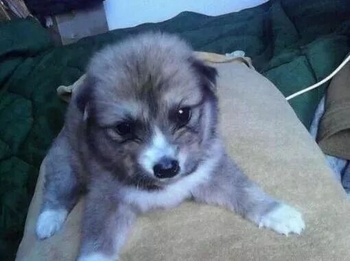 200塊買到假二哈，用差評換來真狗後，網友卻不買帳了... 寵物 第4張