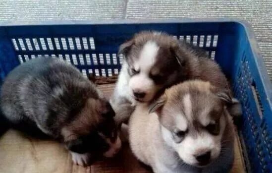 200塊買到假二哈，用差評換來真狗後，網友卻不買帳了... 寵物 第3張