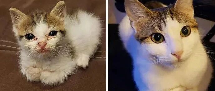 “爱”的治愈！流浪猫收养前后对比图暖哭网友…