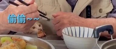 广东一小猫扒桌子求投喂，爷爷表面上赶猫，随后却偷偷给它夹肉，被发现后爽朗大笑…