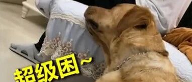 睁不开眼!拉布拉多犬喂奶时困到意识模糊…
