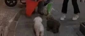 两只狗狗乖巧钻袋子里被拎着过马路！狗绳呢？