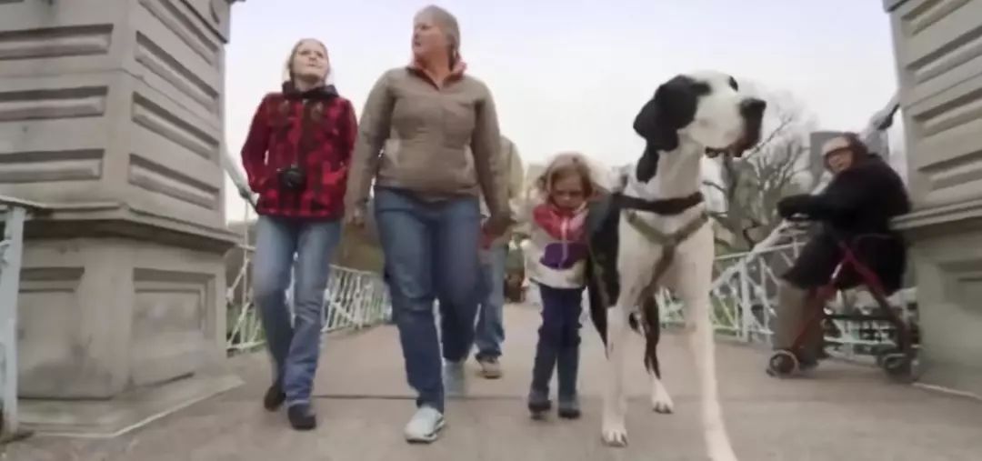女孩兩年不曾行走，一只「高大兇猛」的狗拯救了她 萌寵 第7張