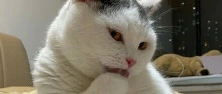 “爱我你怕了吗？”哈哈哈救命，这只猫好油！ ​