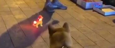 遛狗时路过地摊，狗子死活不走，原来是因为…