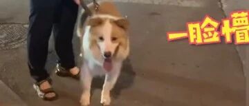 出门遛狗时，小狗被未牵绳的大狗吓到休克倒地，小狗当场被急救，大狗在旁边一脸懵…