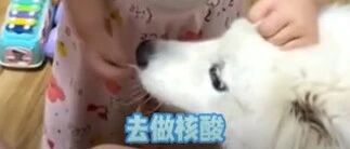 扬州小女孩在家为狗狗做“核酸检测”，致敬医护工作者！~