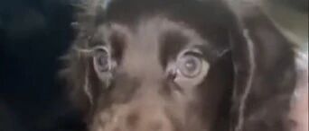 英国一狗狗因睫毛长而走红，美得有点过分了…