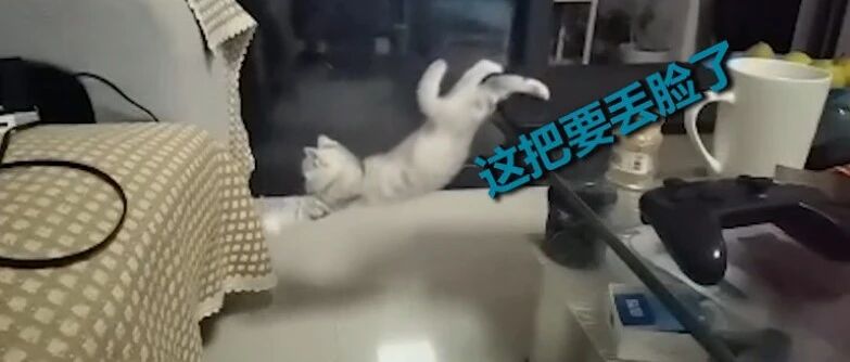 腿到用时方恨短！猫猫狗狗们都栽在这上头了…