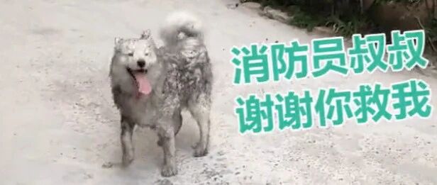 “感谢救我狗命!”