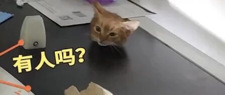 脑袋被卡，毛孩子们都慌啦…