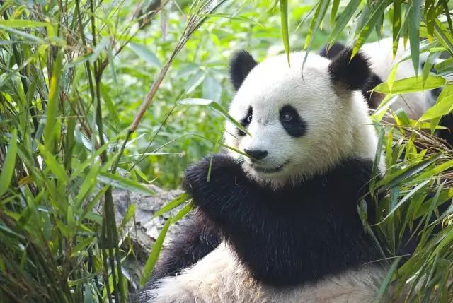 栽种大熊猫喜欢吃的竹子,一步步恢复适宜大熊猫生存的自然生态环境!