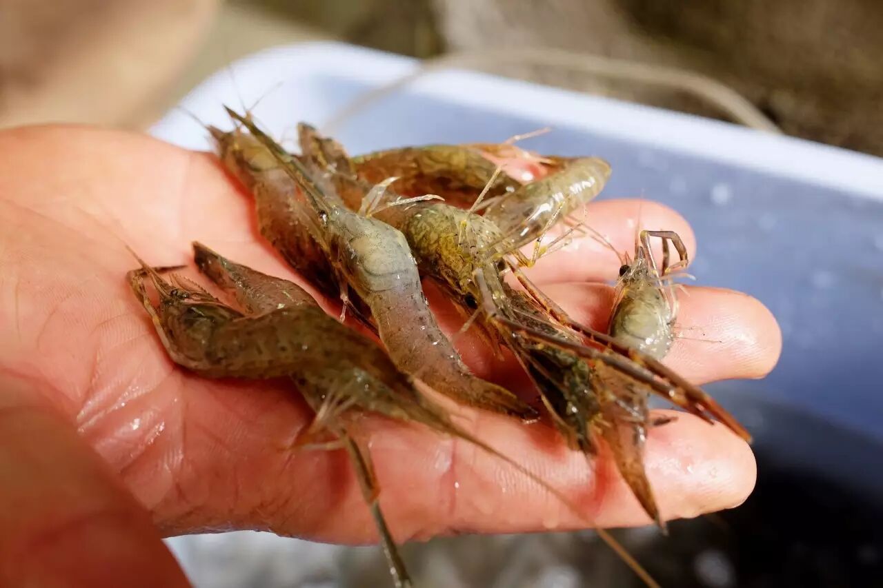 野生的河虾根据季节大小肥瘦各有不同,听说过阵子就能吃到那种虾头有