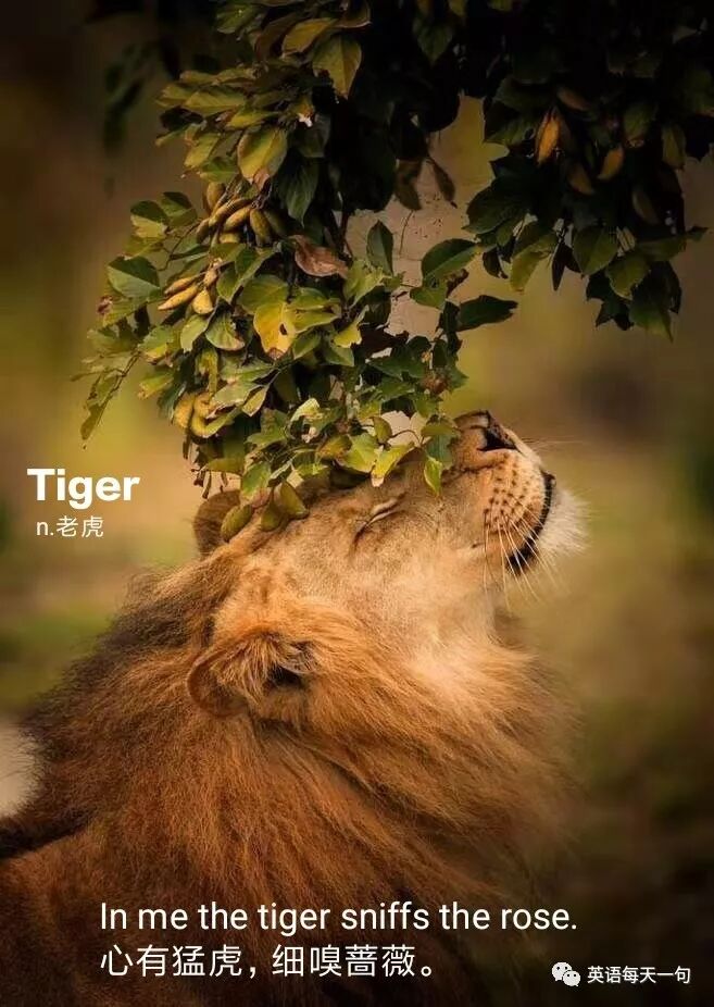 心有猛虎 细嗅蔷薇 英语每天一句 微信公众号文章阅读 Wemp