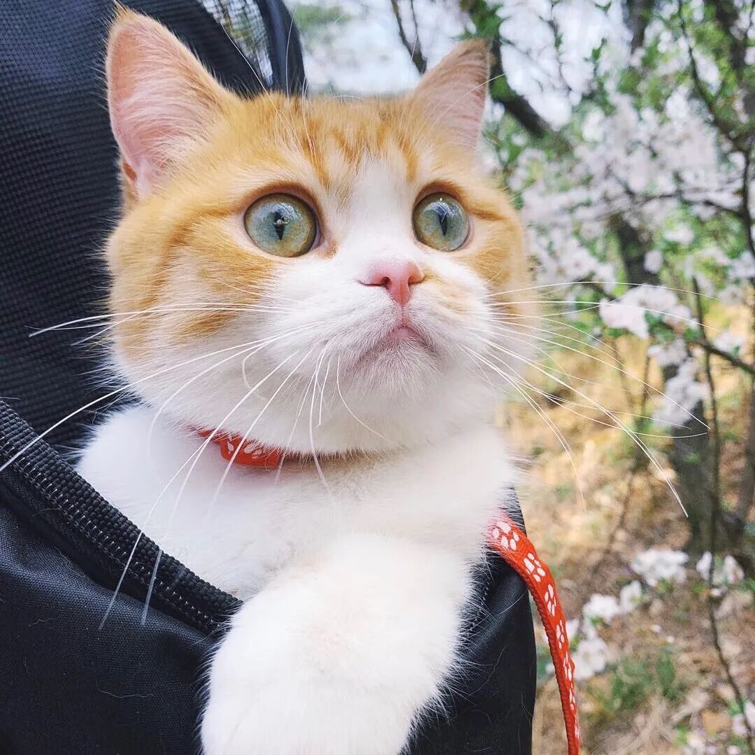 超过1亿人围观的小奶猫成长日记,也太治愈啦!_影视聚合站