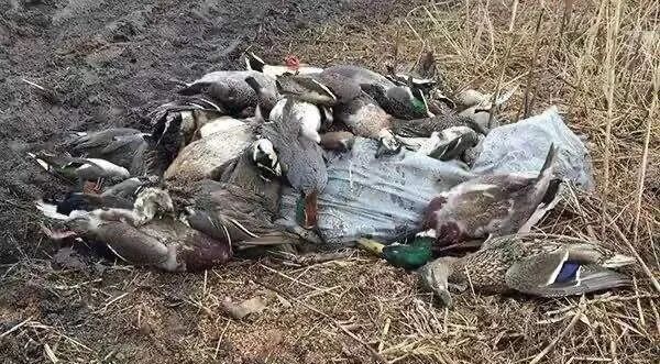 淘宝再现毒鸟药网店20多家，有买家称“大鸟没少弄”