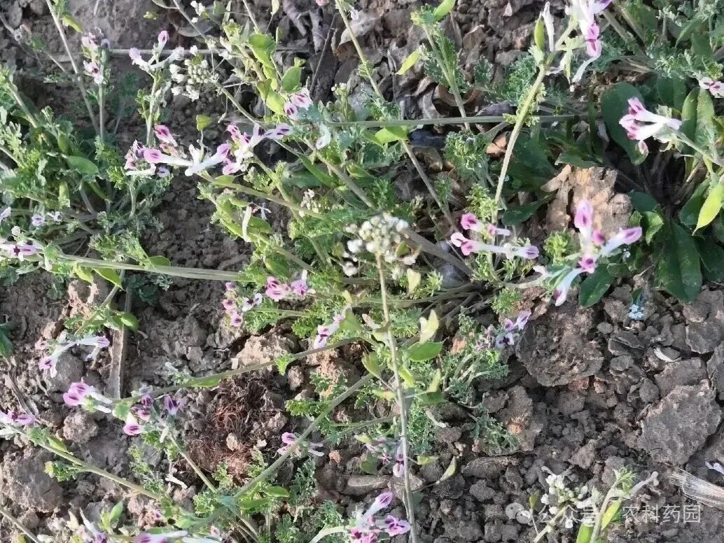 药农的叹息：这些药材减产超五成，价格为何不升反降？