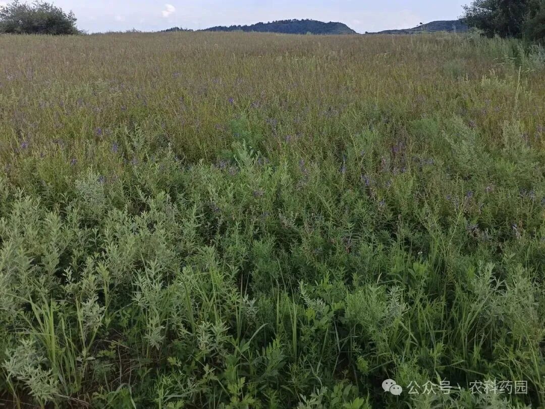 这些中药材“跌跌不休”:药农避免踩坑