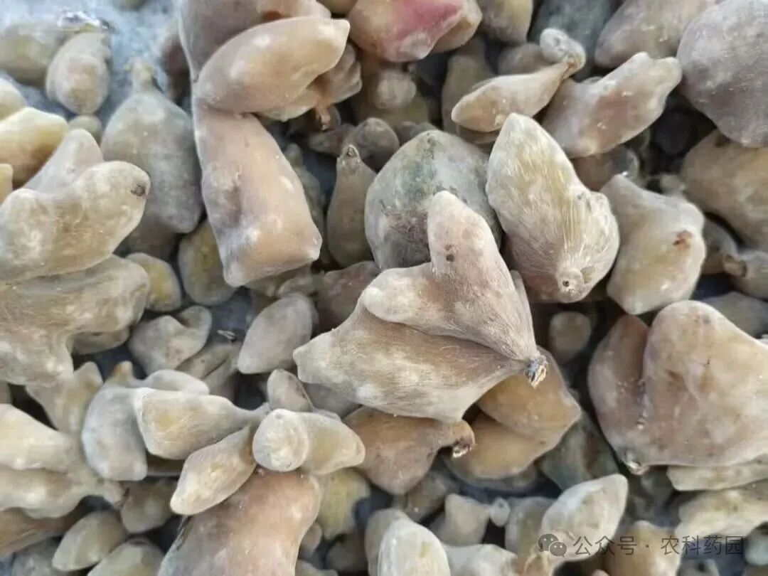 药材市场暗流涌动，2026开年这些品种悄然涨价！