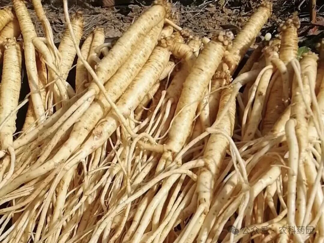 预警！2026年中药材种植“黑名单”出炉，别再跟风种植啦！