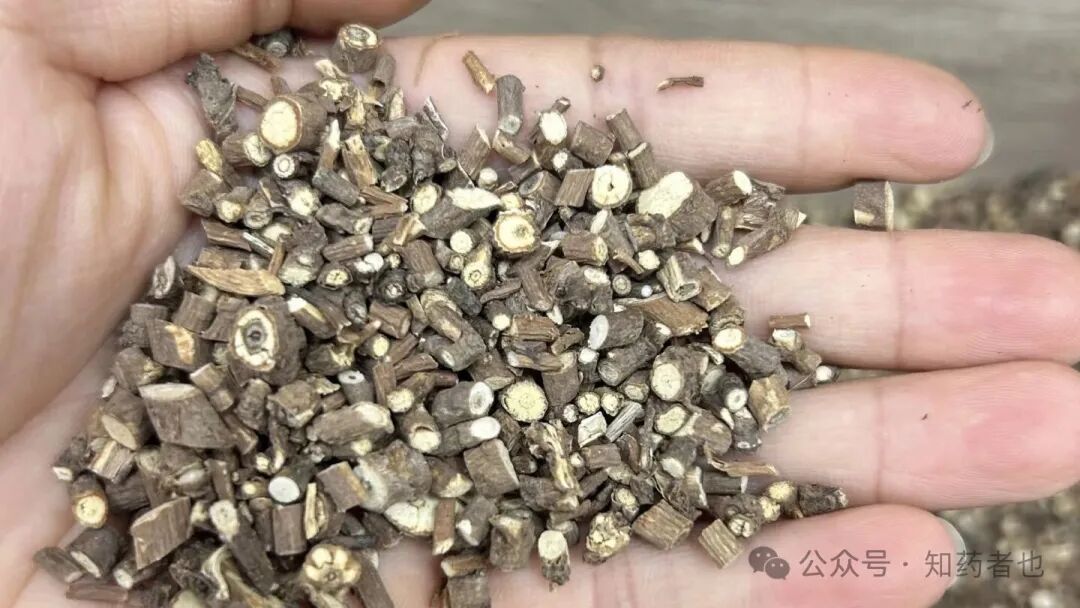 2月2日药材市场现状