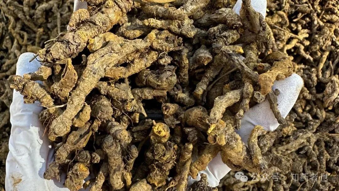 哪些药材能涨价？这10个品种被重点看好