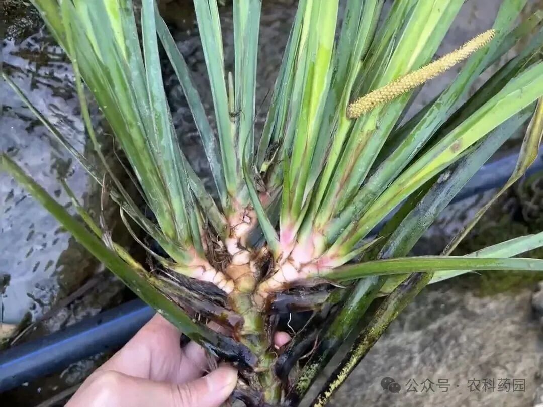 石菖蒲市场经历了什么？