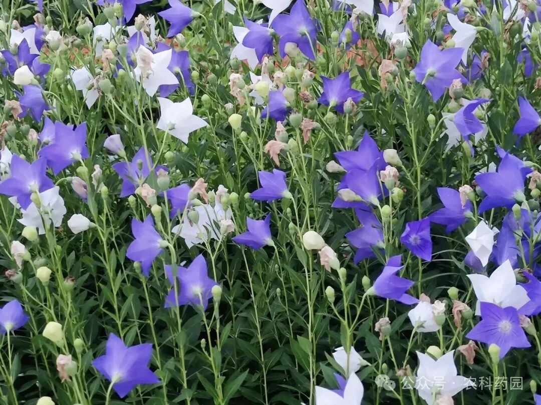 这几种中药材寒冬正是播种时！