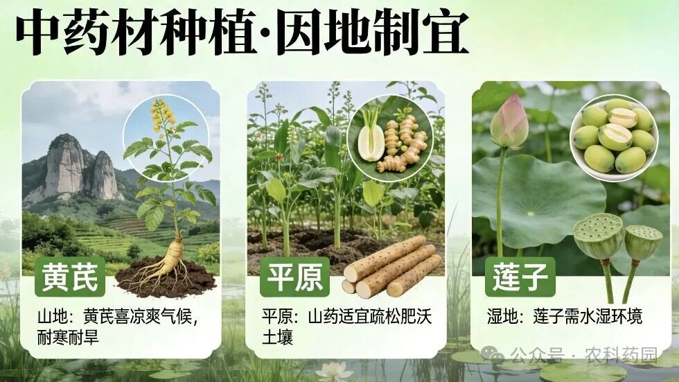 中药材种植的三问三不问：老农教你选对品种