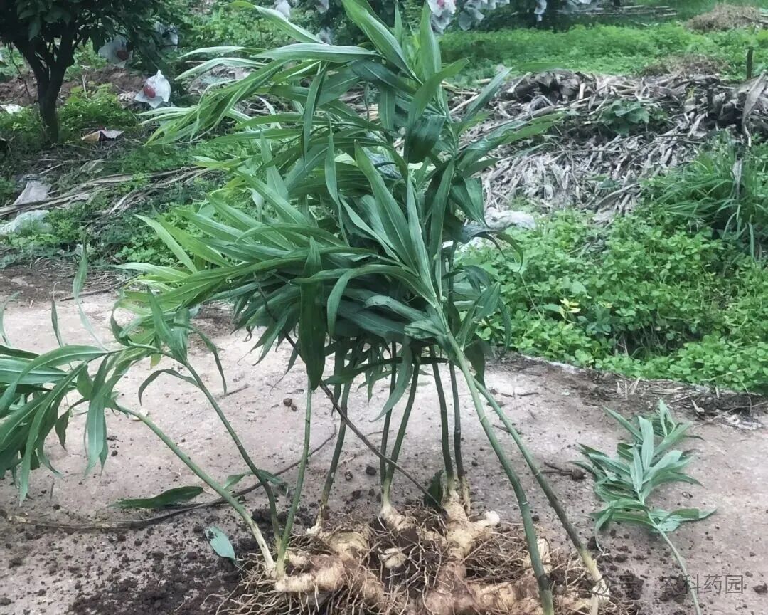 哪个地方种黄精比较好？