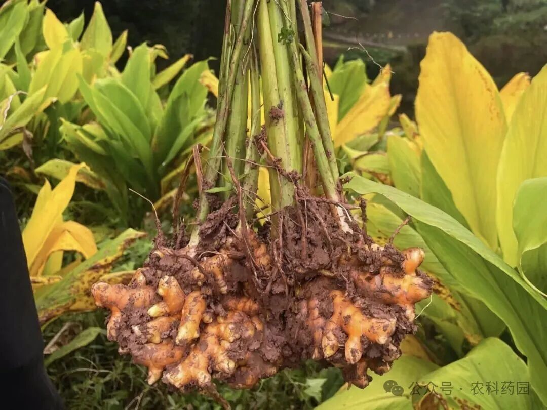 可以春播的10个药材品种