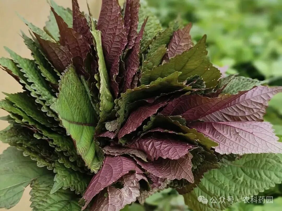 ​这七种“懒人药材”种植效益高