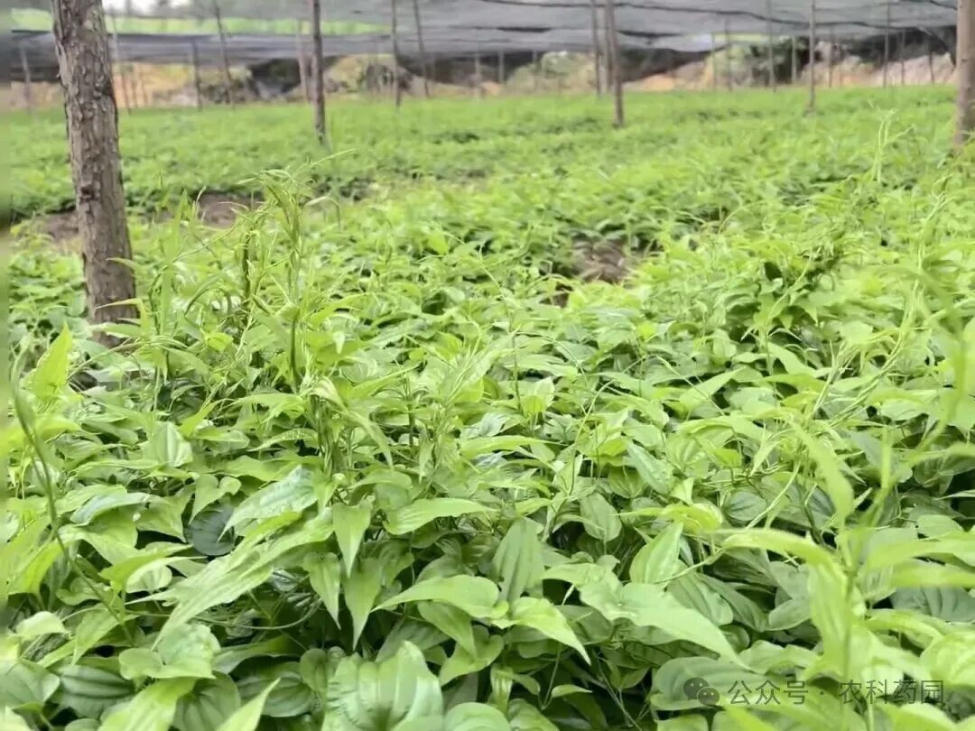 百部的十年行情记录