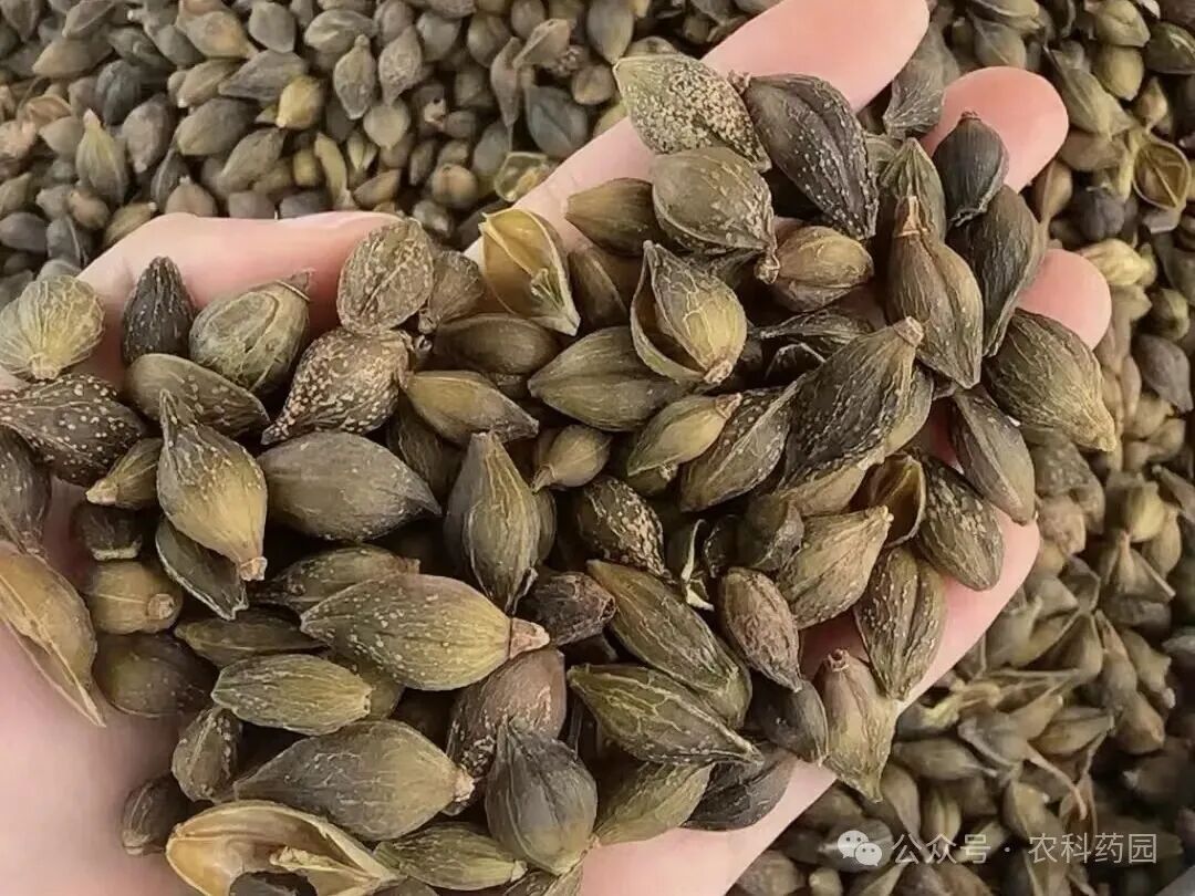 药材行情速递(12.28)