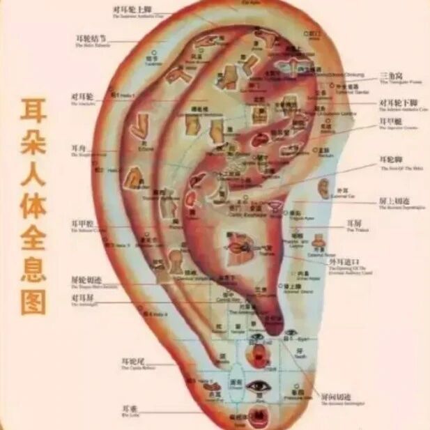 这个部位，拉的越多，肾就越好，男女都适合