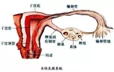 女性生殖系统挺 脆弱 使用金圣丹保养刻不容缓 恒谦泰健康之美 微信公众号文章阅读 Wemp