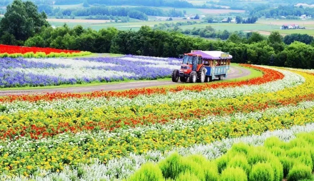 谁说北海道只适合冬天去 其实夏天的北海道竟然这么美