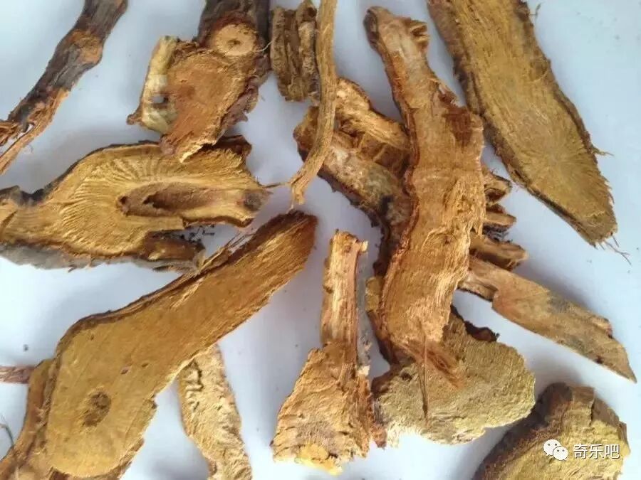 中医公开：一味中药清热解毒，止咳化痰，护肺养肺、远离肺病，帮你给肺“洗个澡”