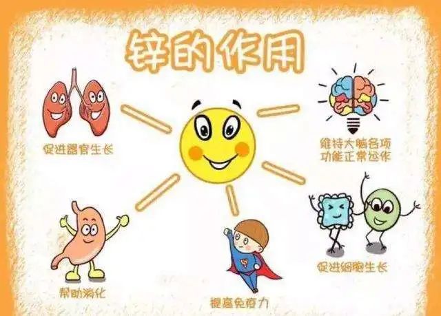关于锌 (zinc) 在运动补剂中的作用与效果