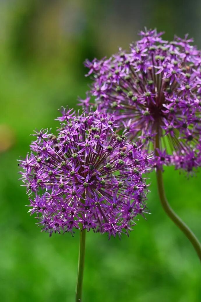 植物笔记 大花葱之葱味傲娇 颜拾八 微信公众号文章阅读 Wemp