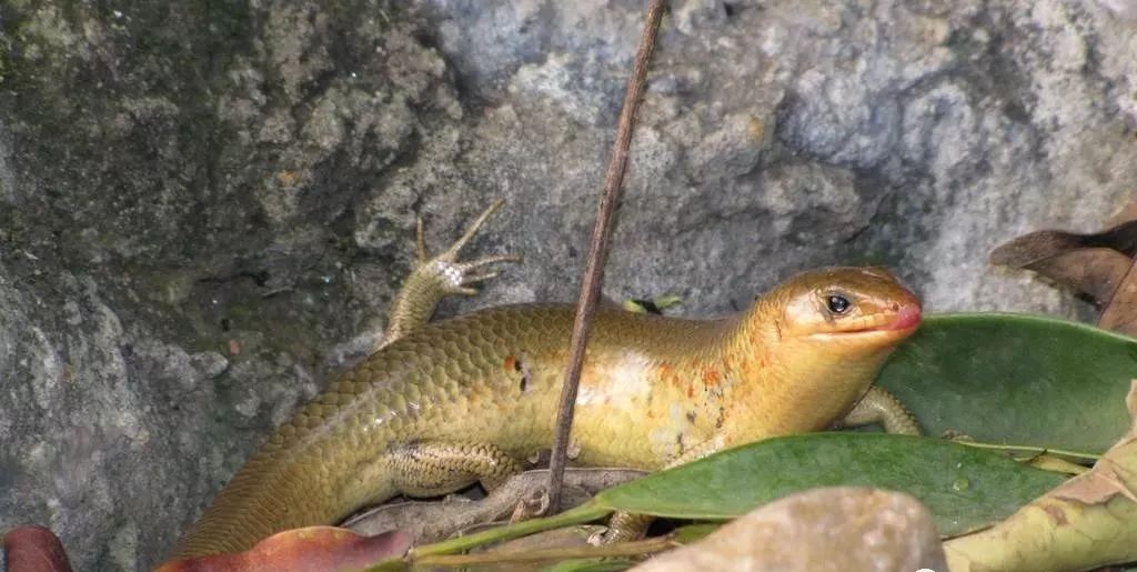 在隆回,有一种蛇叫"狗婆蛇"!你小时候抓过吗?