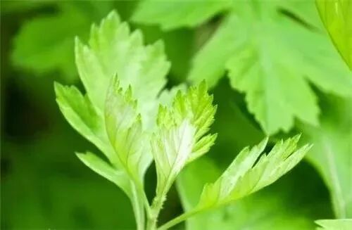 磁疗热敷贴怎么用湿寒入骨？关节疼痛不用怕，有了可控温护膝宝，在家就能做艾灸！_https://www.jmylbn.com_新闻资讯_第3张